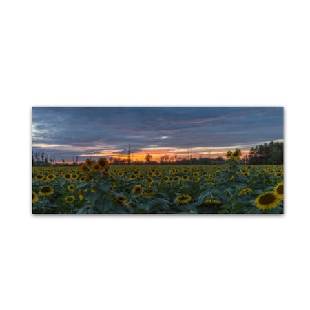 Kurt Shaffer 'Sunflower Field Sunset' Canvas Art,14x32